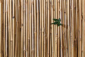 bamboo 