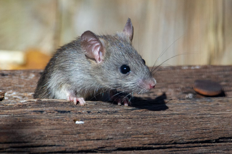 rat